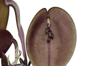 Acianthera prolifera