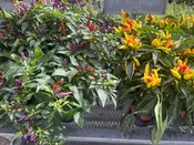 4.5" / 1 QT ORNAMENTAL PEPPER