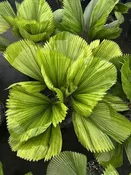 Licuala grandis — Excelsa Gardens