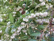 Agarista populifolia