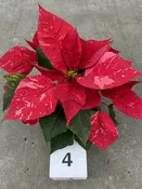 4.5″ Poinsettia, Candy cane