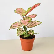 Aglaonema 'Lady Valentine' (Chinese Evergreen)