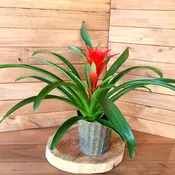 Bromeliad Plant