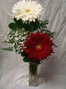 2  GERBERA DAISIES IN A VASE...(E).. WITH
