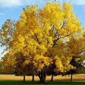 Black Walnut
