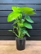 Monstera Deliciosa Swiss Cheese Plant 4" Pot — YELO APLE