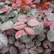 Jazz Hands® Pink White Chinese Fringe-Flower (Loropetalum)