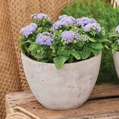 Ageratum, Kona Blue Hybrid