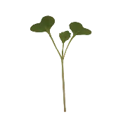 Broccoli Classic Microgreens