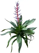 Aechmea Del Mar 6" - Bromeliad