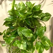 So Splendid - Large hanging green plant