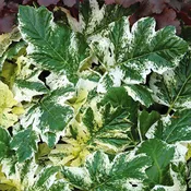 Acanthus ‘Tasmanian Angel’