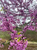 Eastern Redbud