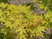Acer palmatum 'Sango-kaku'