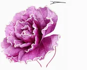 2-IN-1 FLOWER BLOOM FASCINATOR WITH HEADBAND AND HAIR CLIP
