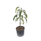 All Summer or Marlys Mango Tree, Grafted