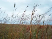 Big Bluestem