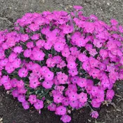 Dianthus, Paint the Town Fuchsia Dianthus