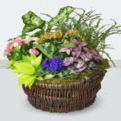 BEAUTIFUL  DISH GARDEN