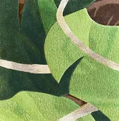Banana Palm