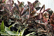 Ficus Robusta Ruby