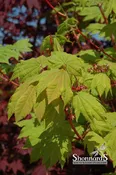 Acer Circinatum ‘Pacific Fire’ Pacific Fire Vine Maple 5 Gal
