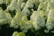 ‘Limelight’ Panicle Hydrangea (Hydrangea paniculata ‘Zwijnenburg’) – 3 gallon