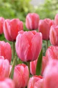 Design Impression Variegated Pink Tulip Bulbs (25 Pack) | Premium Dutch Flower Bulbs — Burnside Farms