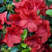 AZALEA – RED 6IN