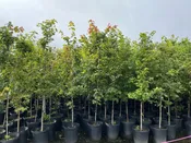 Acer rubrum- Red Maple