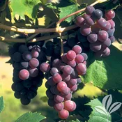 Catawba Grape