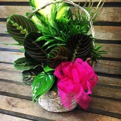 Dish Garden  in wicker basket