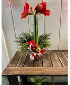 AMARYLLIS DECORATED