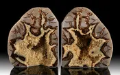11-1/2" Utah Septarian Bookends