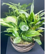 8" DISH GARDEN
