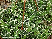 Ficus Repens - Variegated