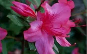AZALEA ENCORE AUTUMN SUNDANCE (3 GALLON) azalea x ‘encore’