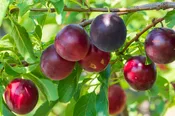 Methley Plum – Shipping Fall 2026