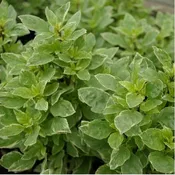 Basil 'Pesto Perpetuo'