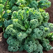 Curly Kale (2 Pack)