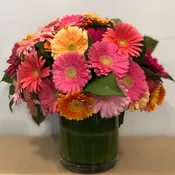 Gerbera Rainbow