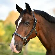 1" Fixed Chin Halter with Name Plate