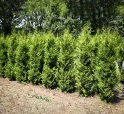 Sugar and Spice Arborvitae