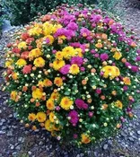 12" Mum Tricolor Assorted — Farmington Greenhouse MN
