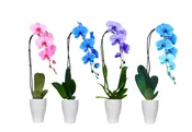 5in Swan Blue/Cypress/Lila/Pink Mix Mystique in Ceramic, 10/pk “