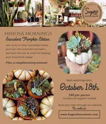 October 18 | Mimosa Mornings - Succulent Pumpkin Edition — Sugar's Succulents