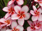 4646- Very Compact Grower