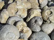 Ammonites