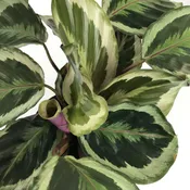 Calathea 6"