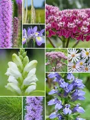 32 Plant Moist Shoreline Garden